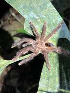 Image of Avicularia hirschii Bullmer, Thierer-Lutz & Schmidt 2006