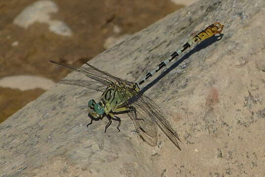 Image of Onychogomphus lefebvrii (Rambur 1842)