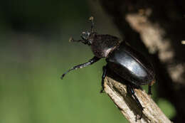 Image de Streptocerus speciosus Fairmaire 1850