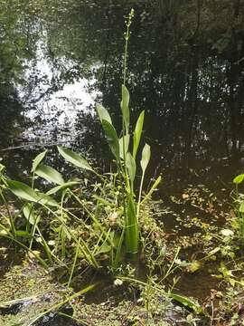 Image of bulltongue arrowhead