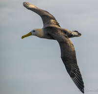 Image of Waved Albatross