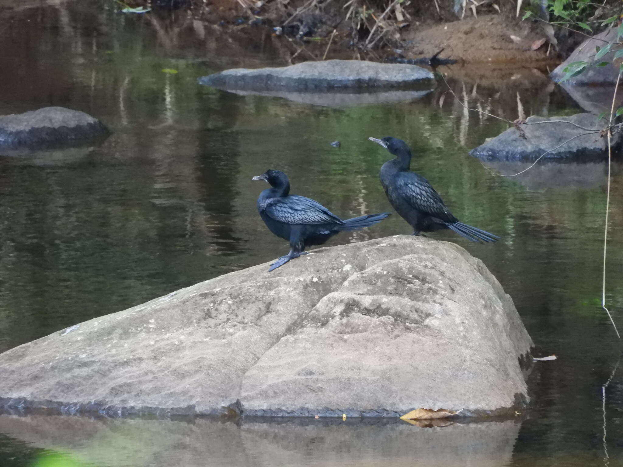 Image of Little Cormorant