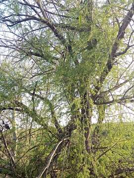 Image of Salix alba subsp. alba