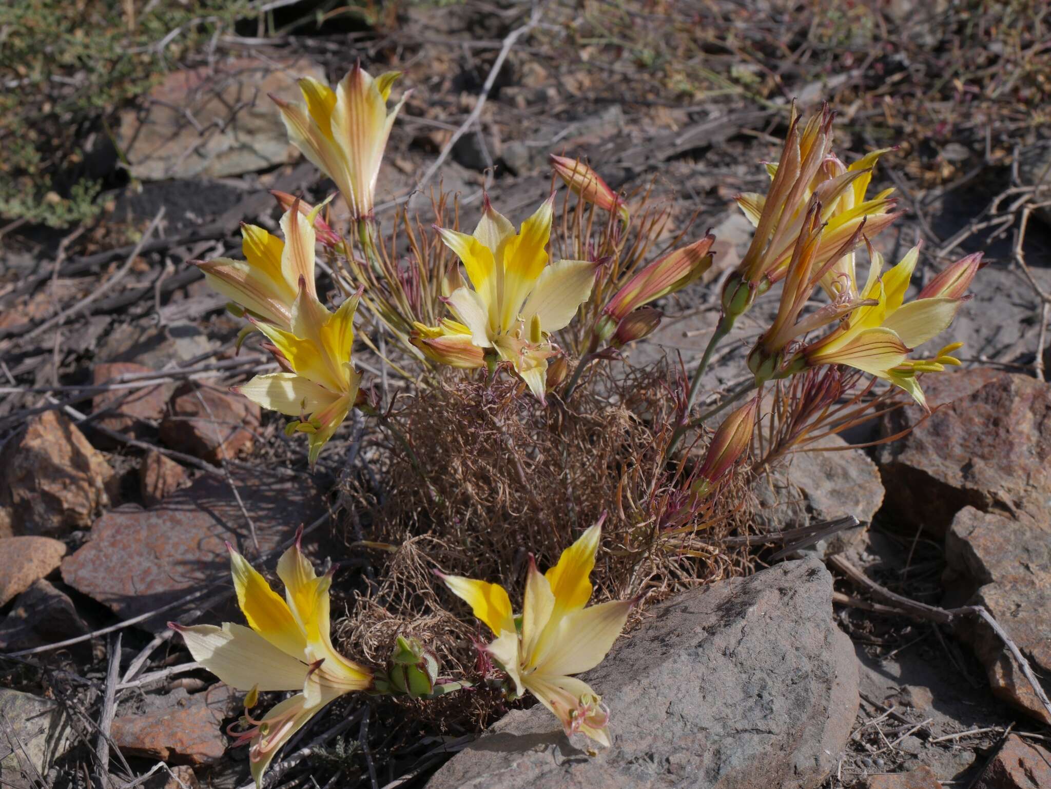 Image of Alstroemeria werdermannii subsp. flavicans (Muñoz-Schick) J. M. Watson & A. R. Flores