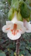 Image of Drymonia macrantha (Donn. Sm.) D. N. Gibson