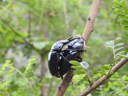 Image of Dorcus nepalensis (Hope 1831)