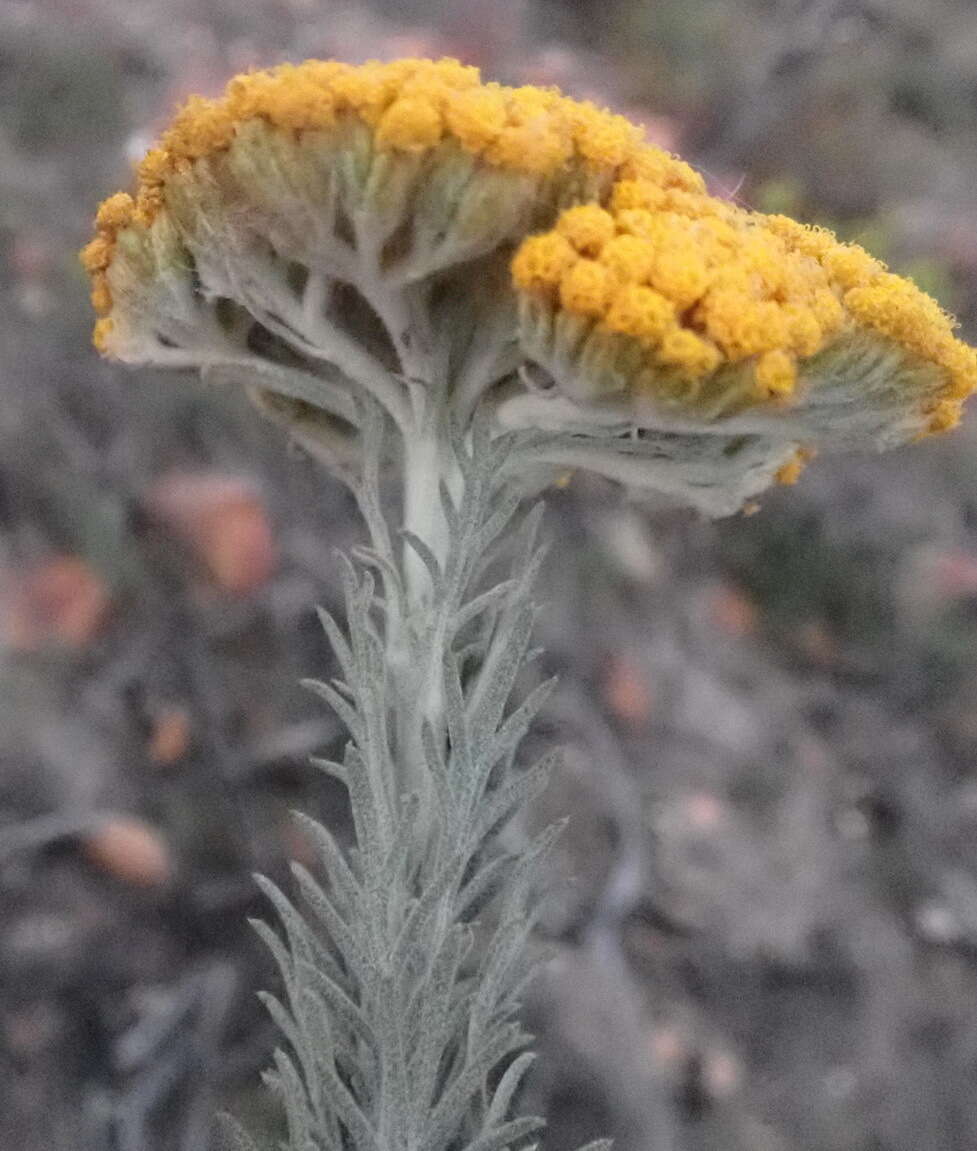 Image of Athanasia pinnata L. fil.