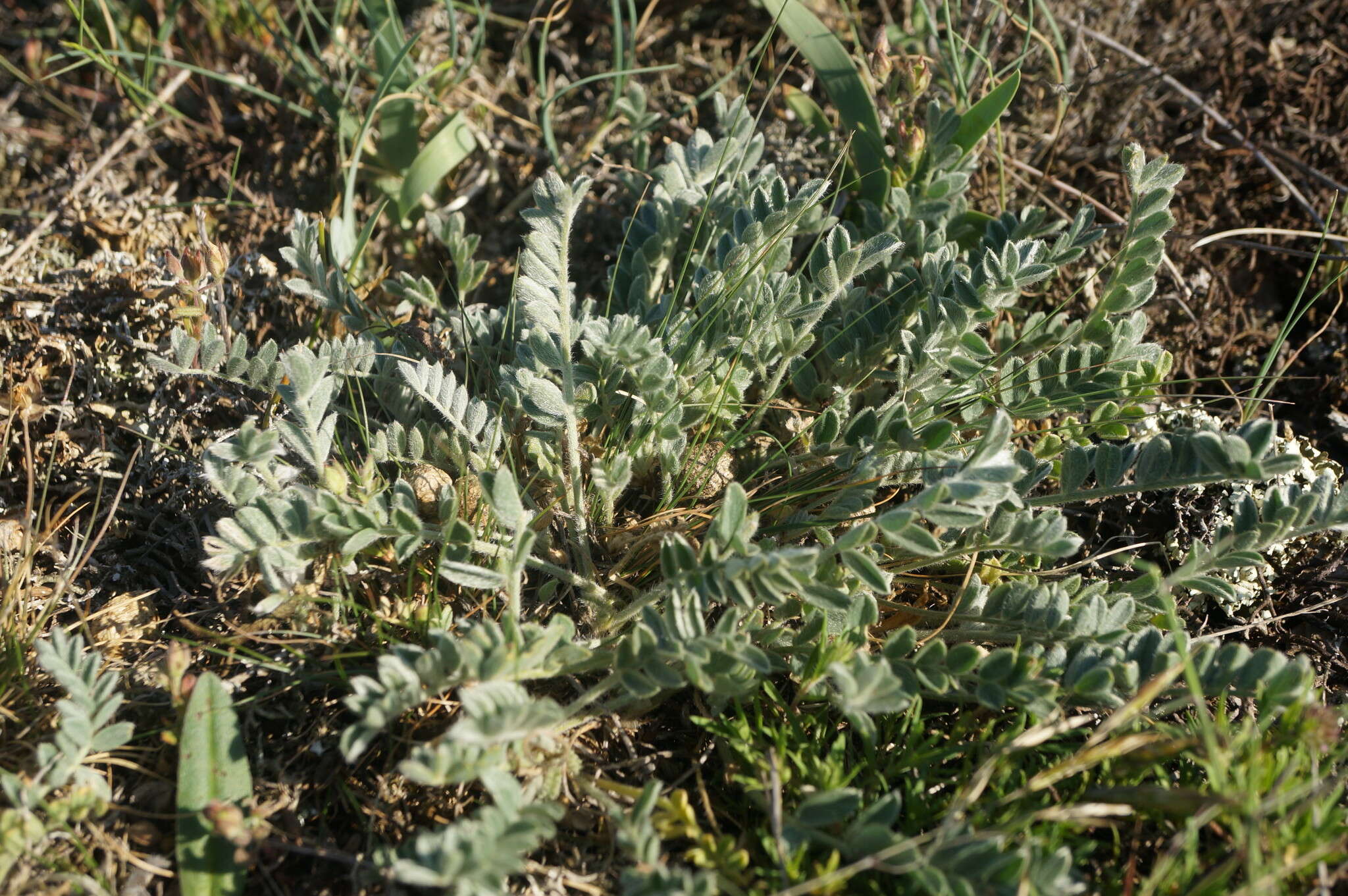 Image of Astragalus rupifragus Pall.