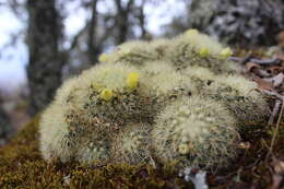 Mammillaria densispina (J. M. Coult.) Orcutt的圖片