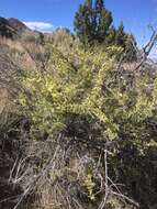 Image of desert bitterbrush