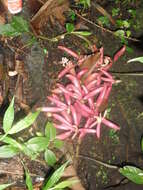 Image of Cyrtosia javanica Blume