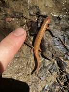 Image of Eastern Mud Salamander