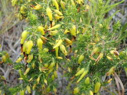 Image of Erica melastoma subsp. melastoma