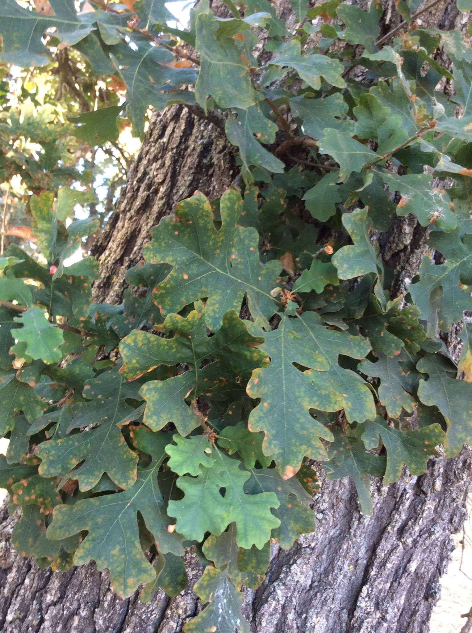 Image of valley oak