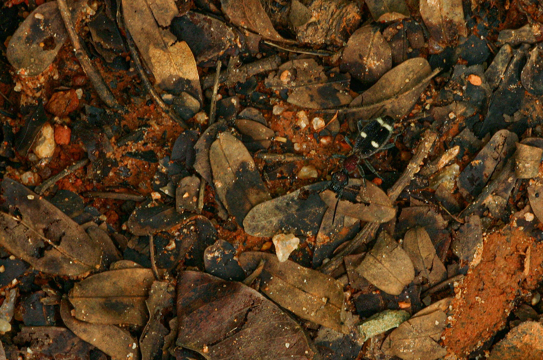 Image of Eccoptoptera cupricollis Chaudoir 1878