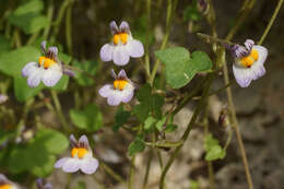 Image of Cymbalaria longipes (Boiss. & Heldr.) A. Cheval.