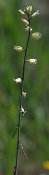 Sivun Caulanthus flavescens (Hook.) Payson kuva