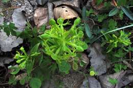 Image of Habenaria jaliscana S. Watson