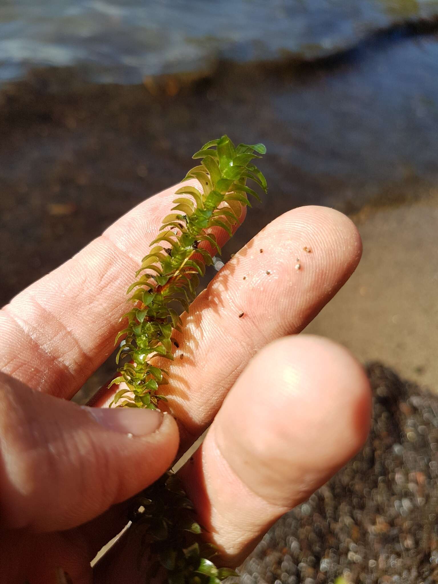 Image of American Pondweed