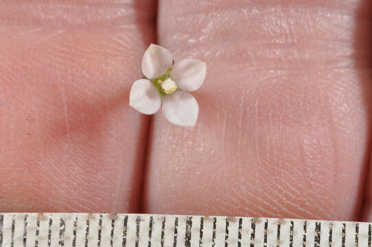 Image of Wahlenbergia rupestris G. Simpson