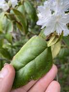 صورة Rhododendron carolinianum Rehder