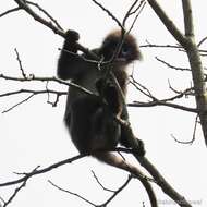 Image of Phayre's Langur