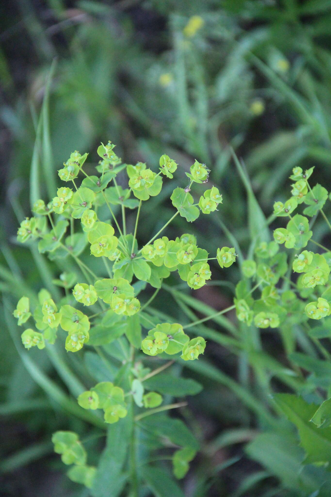 Image of leafy spurge