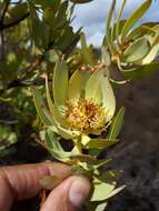 Image de Leucadendron roodii Bolus