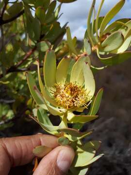 Image of Leucadendron roodii Bolus