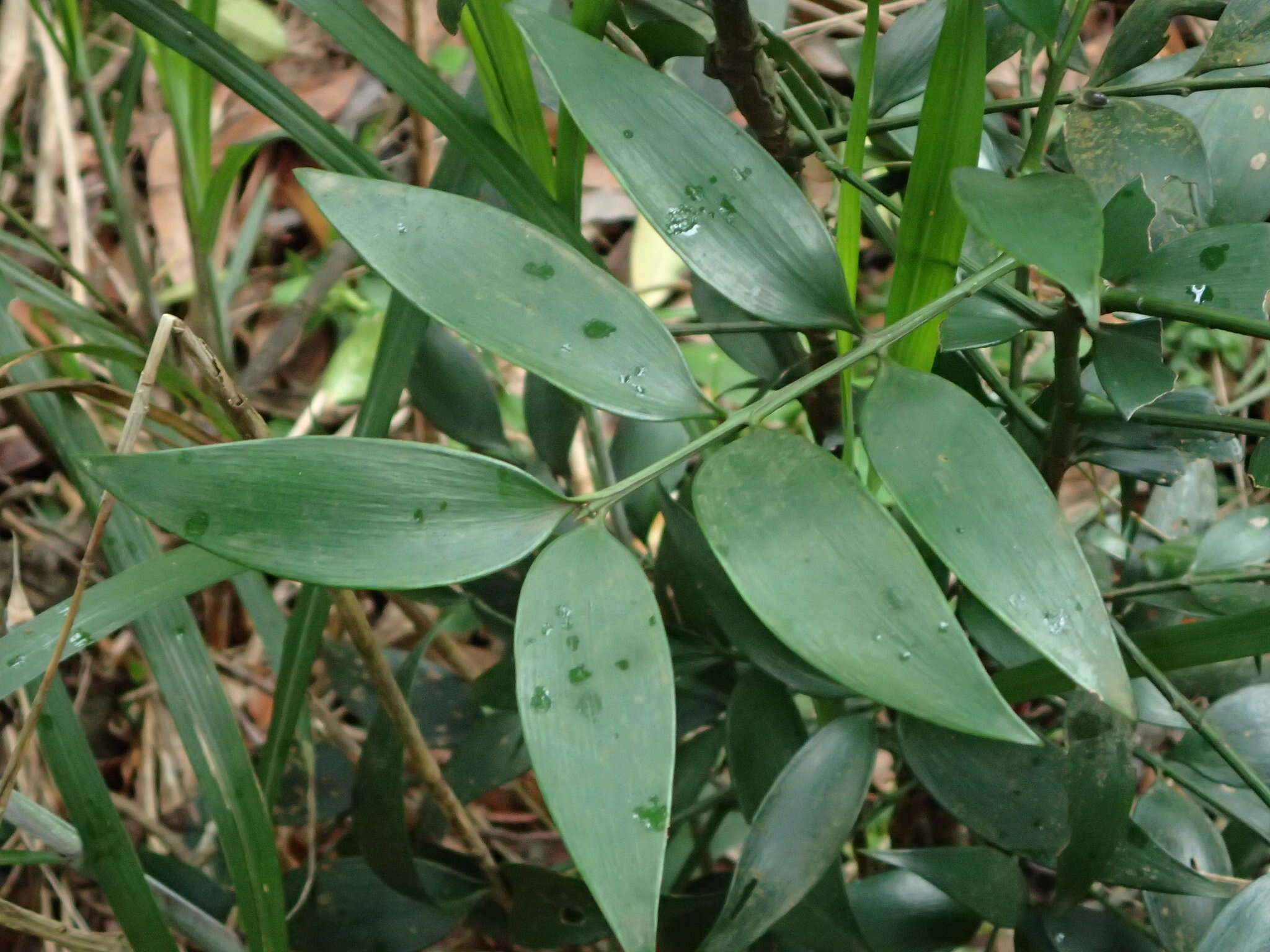 Image of Asian bayberry