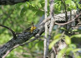 Image of Cape May Warbler