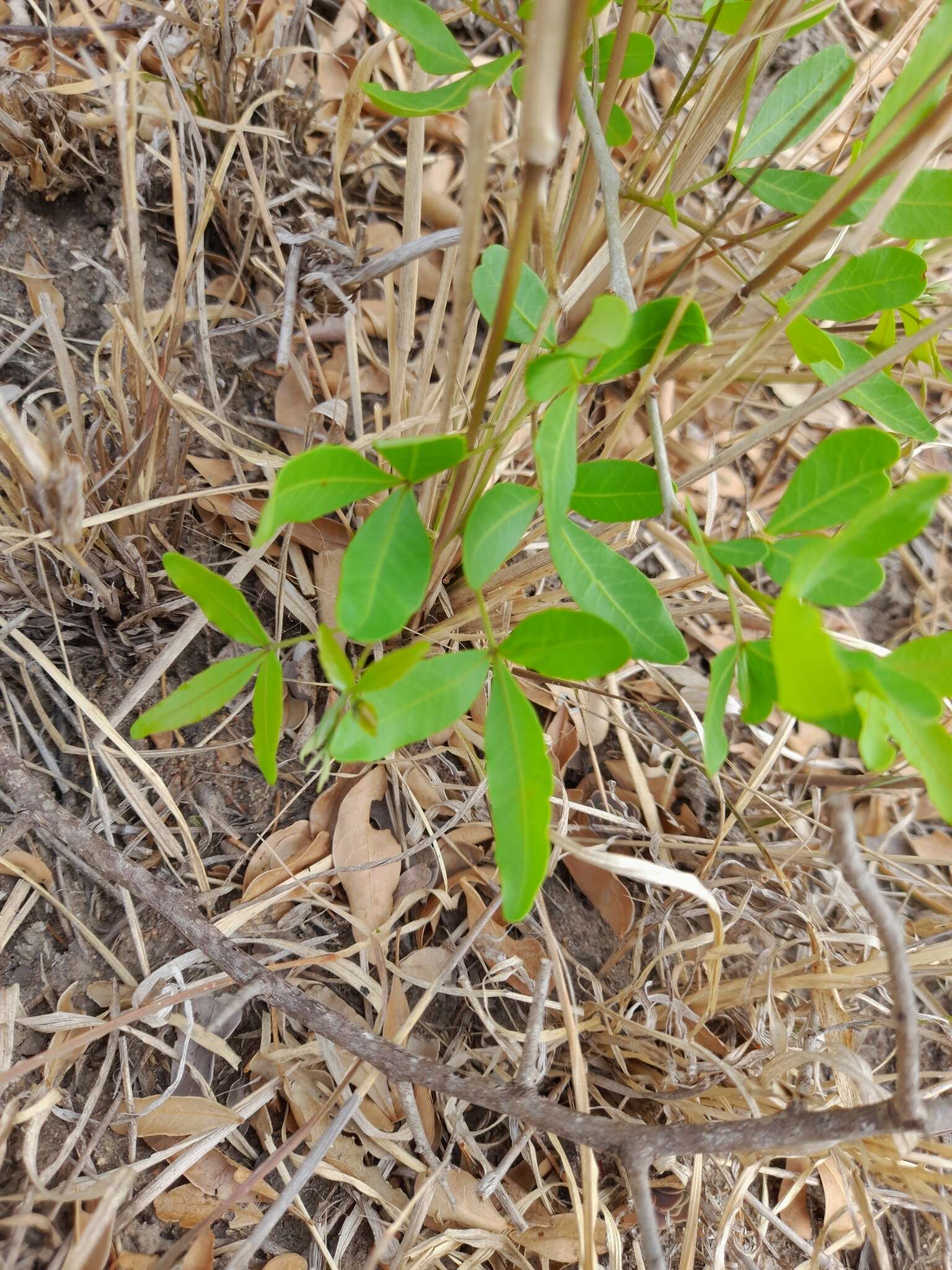 Image of Searsia gueinzii (Sond.) F. A. Barkley