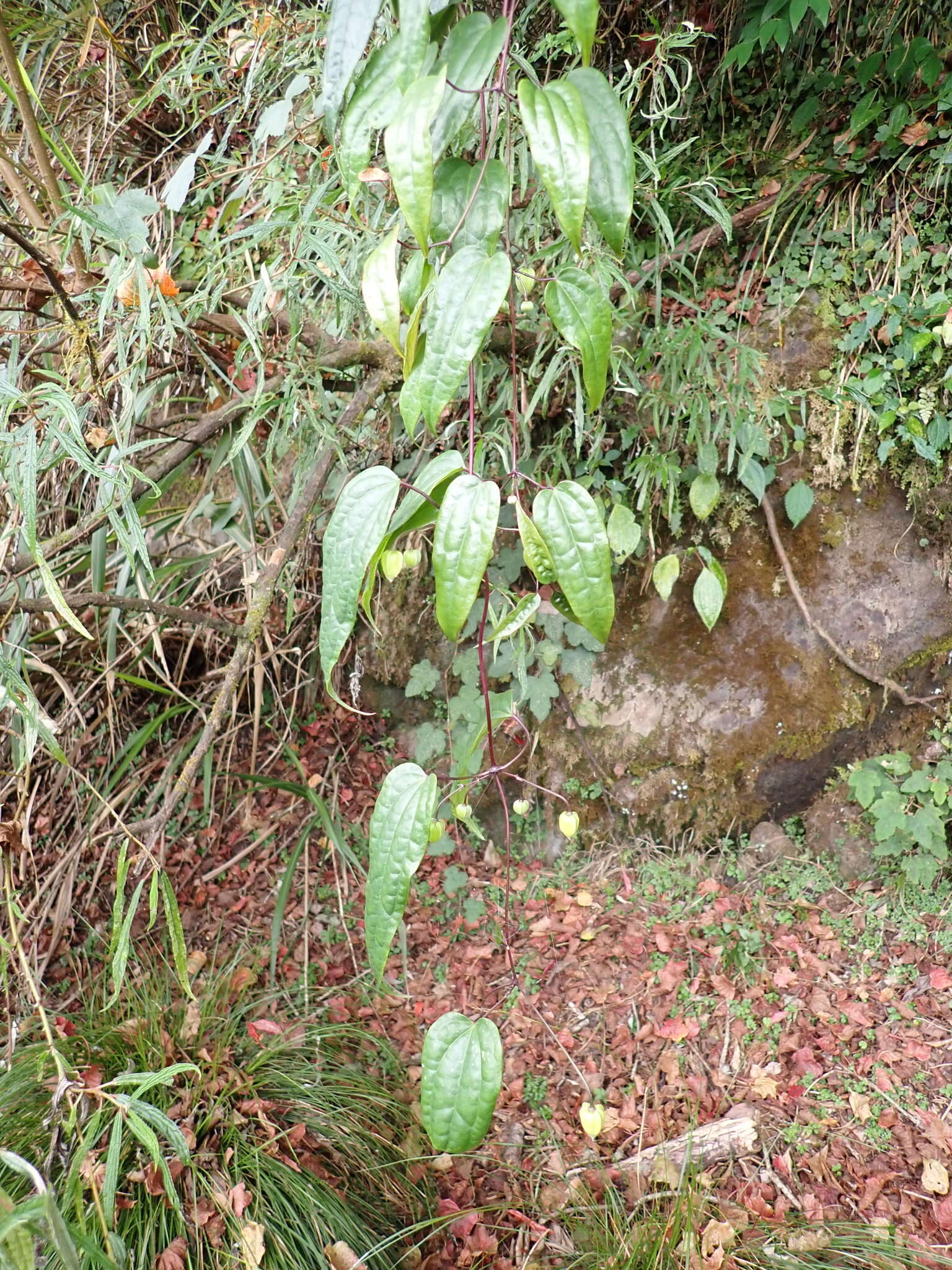 Image of Clematis henryi Oliv.