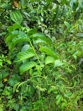 Image of Heliotropium ulei