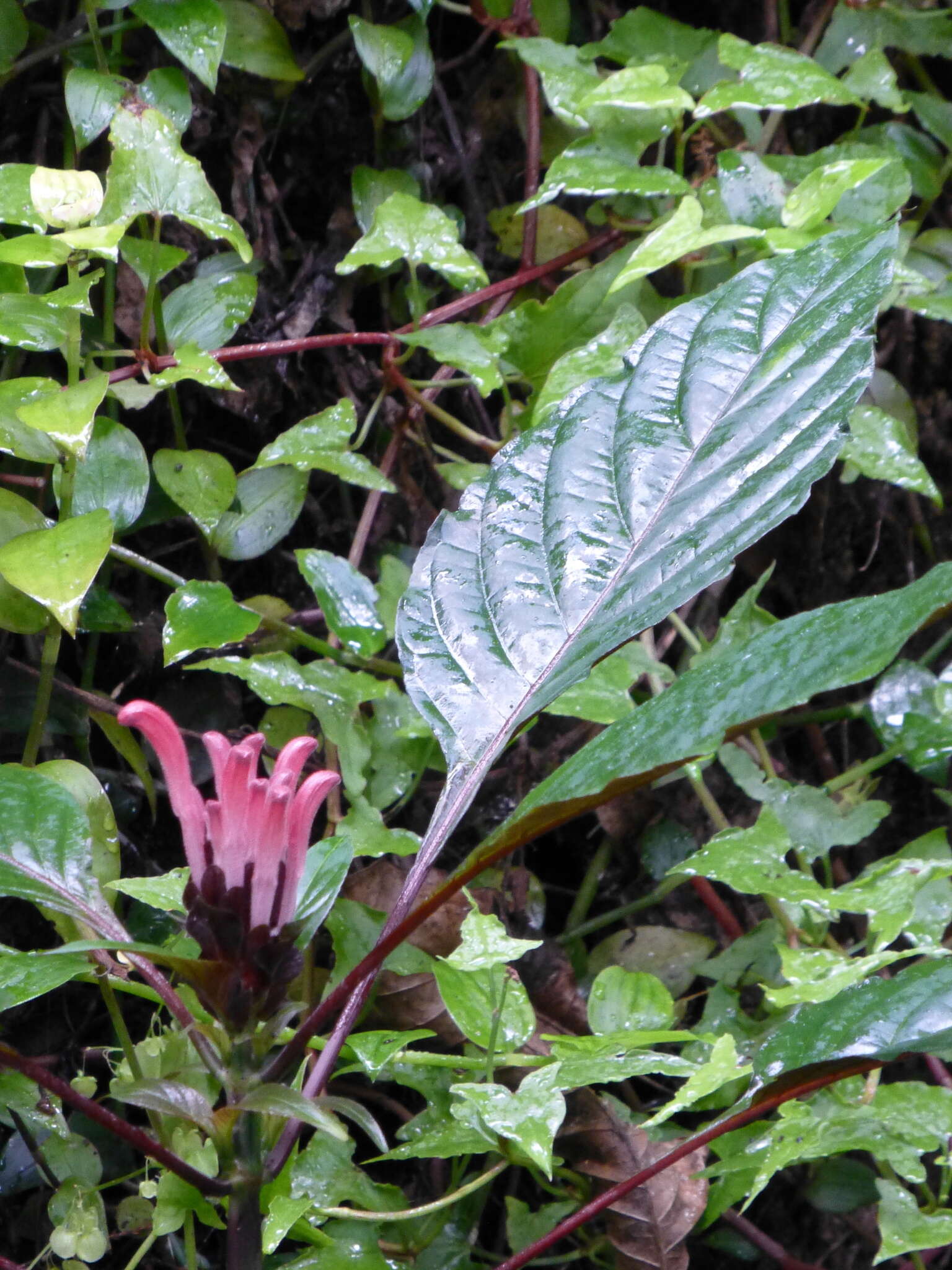 Image of Brazilian-plume