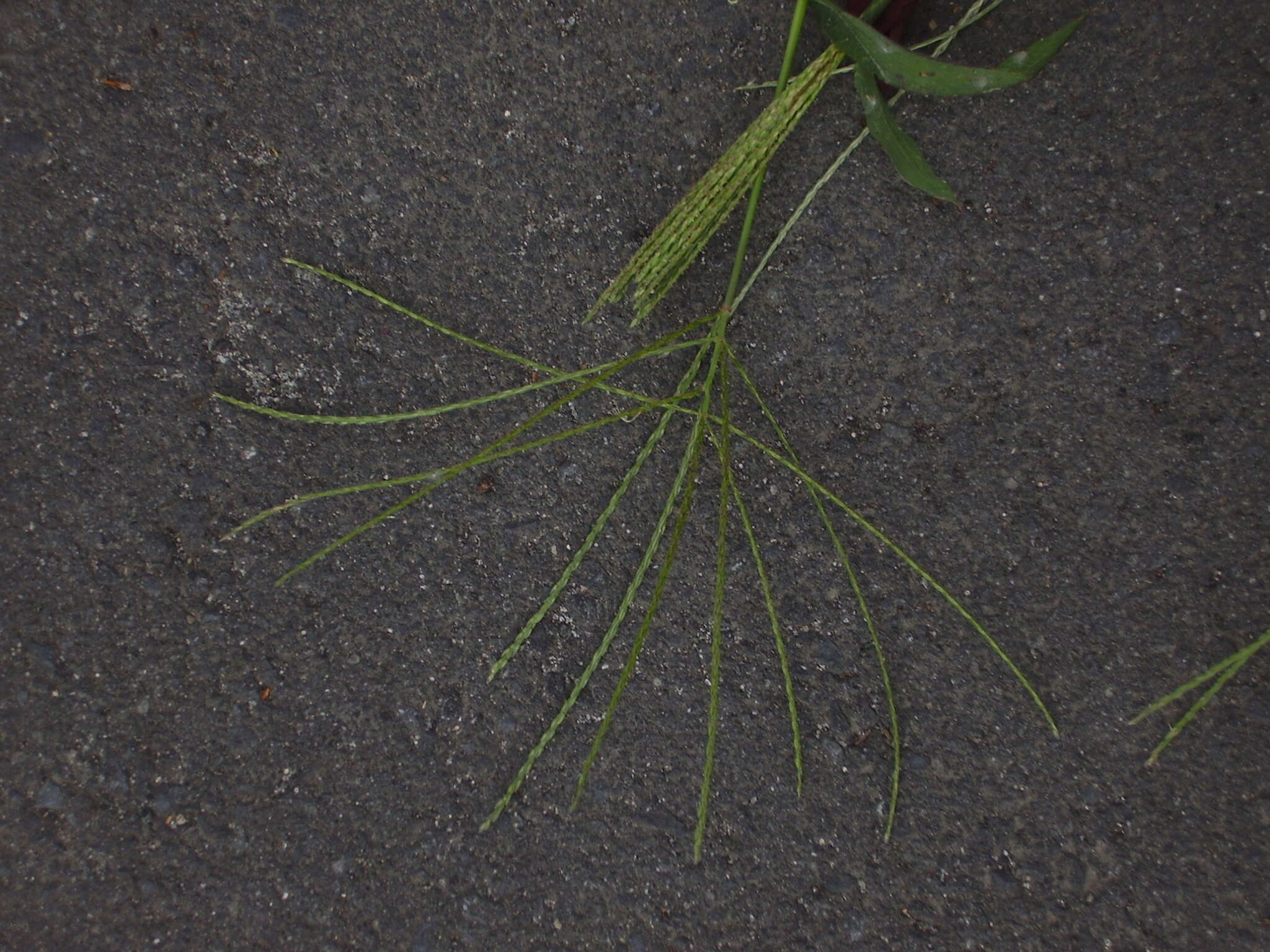 Image of hairy crabgrass