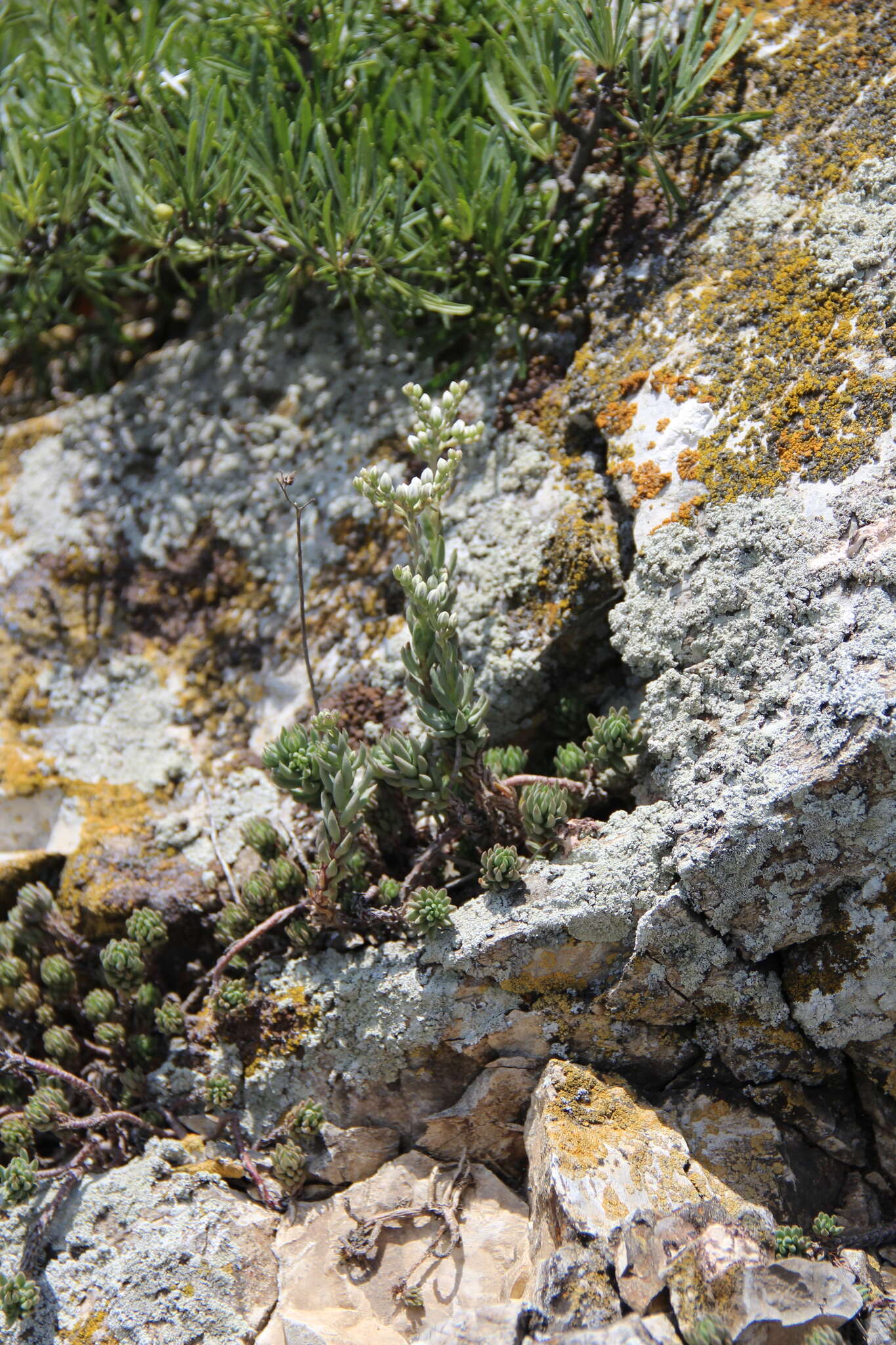 Sivun Petrosedum subulatum (C. A. Mey.) Afferni kuva