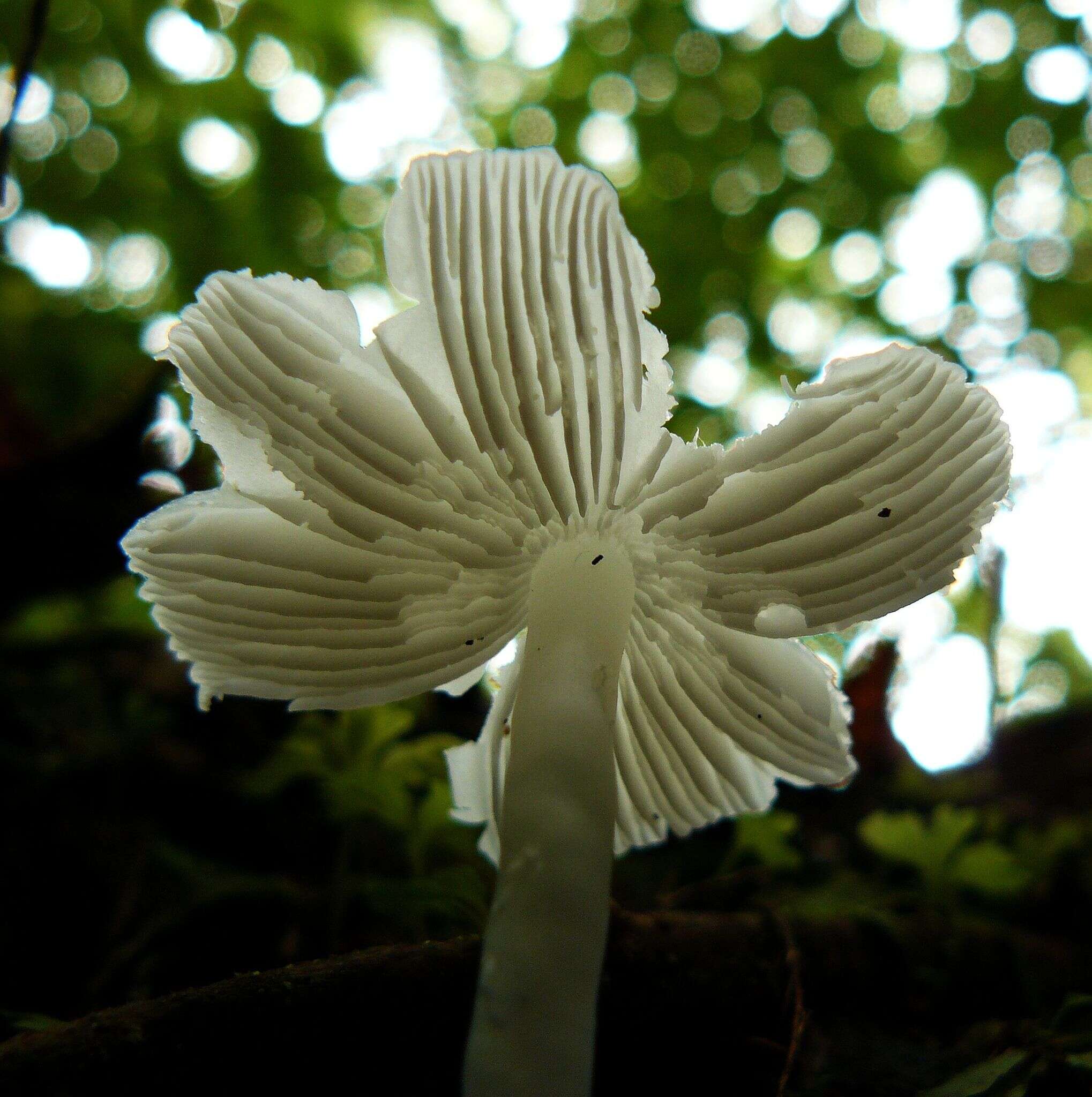 Image of Humidicutis mavis (G. Stev.) A. M. Young 2005