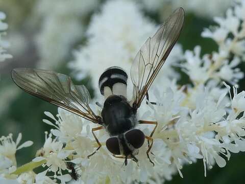 Leucozona xylotoides (Johnson 1916) resmi