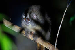 Image of Gray-handed Night Monkey