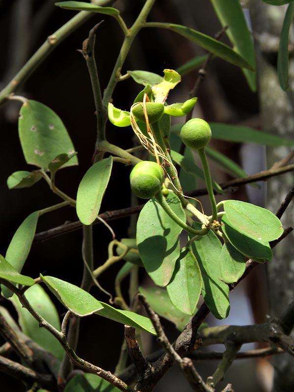 Image of African caper