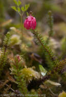 Imagem de Harrimanella stelleriana (Pall.) Coville