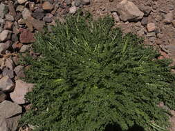 Image of <i>Jaborosa <i>caulescens</i></i> var. caulescens