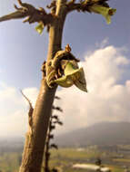 Imagem de Puya bicolor Mez