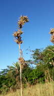 Image of citronella grass