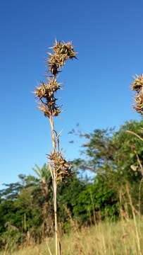 Image of citronella grass