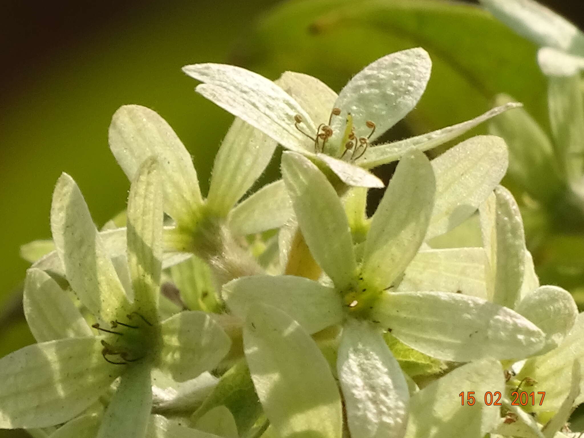 Image of Calycopteris