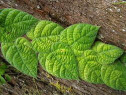 Image de Ficus villosa Bl.