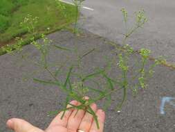 Image of summer spurge