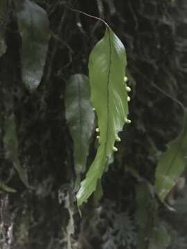 Image of Hymenophyllum cruentum Cav.